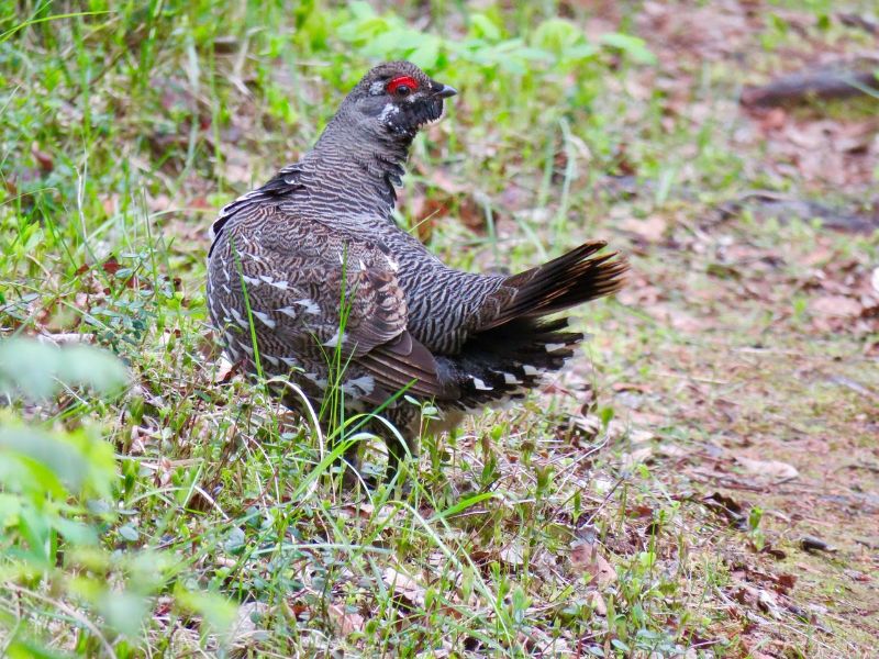Spruce Grouse